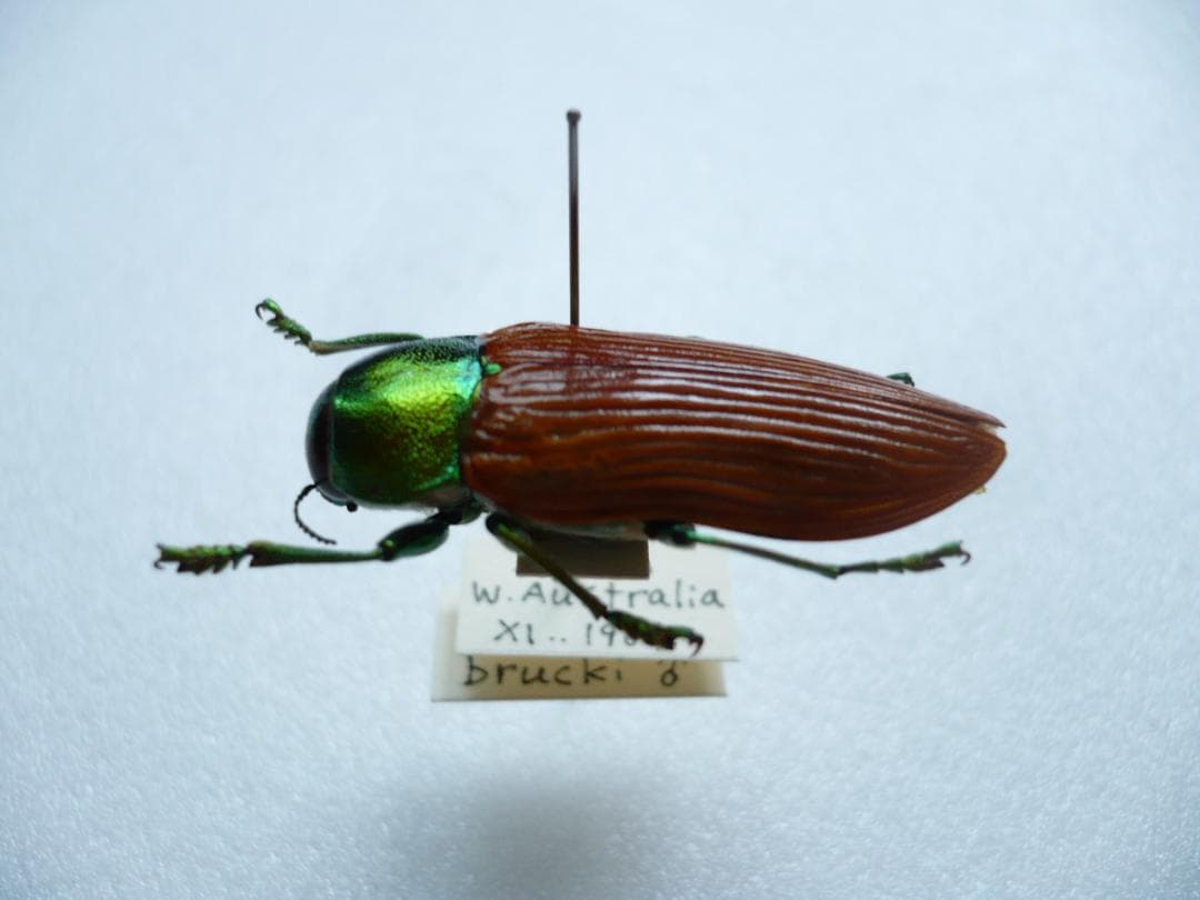 O*ん様 オーストラリアの ムカシタマムシ 3種セット