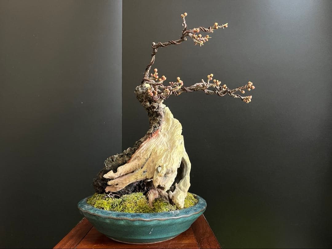 梅盆栽　野梅　古木　極太サバ幹　白花一重　(検索用　真柏、五葉松、黒松、紅葉、楓