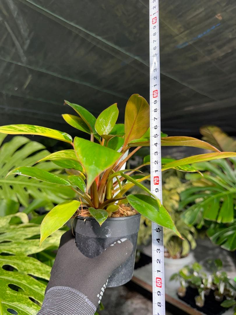 9フィロデンドロン　レッドコンゴ　斑入り　成長点2つ