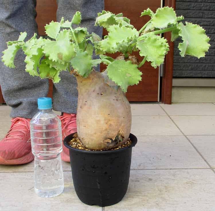 【現品】キフォステンマ・マクロプス　コーデックス　キオステンマ　5号　D8番