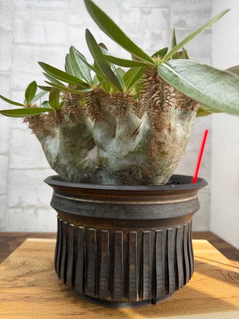 パキポディウム　エブレネウム　現地球　発根済み