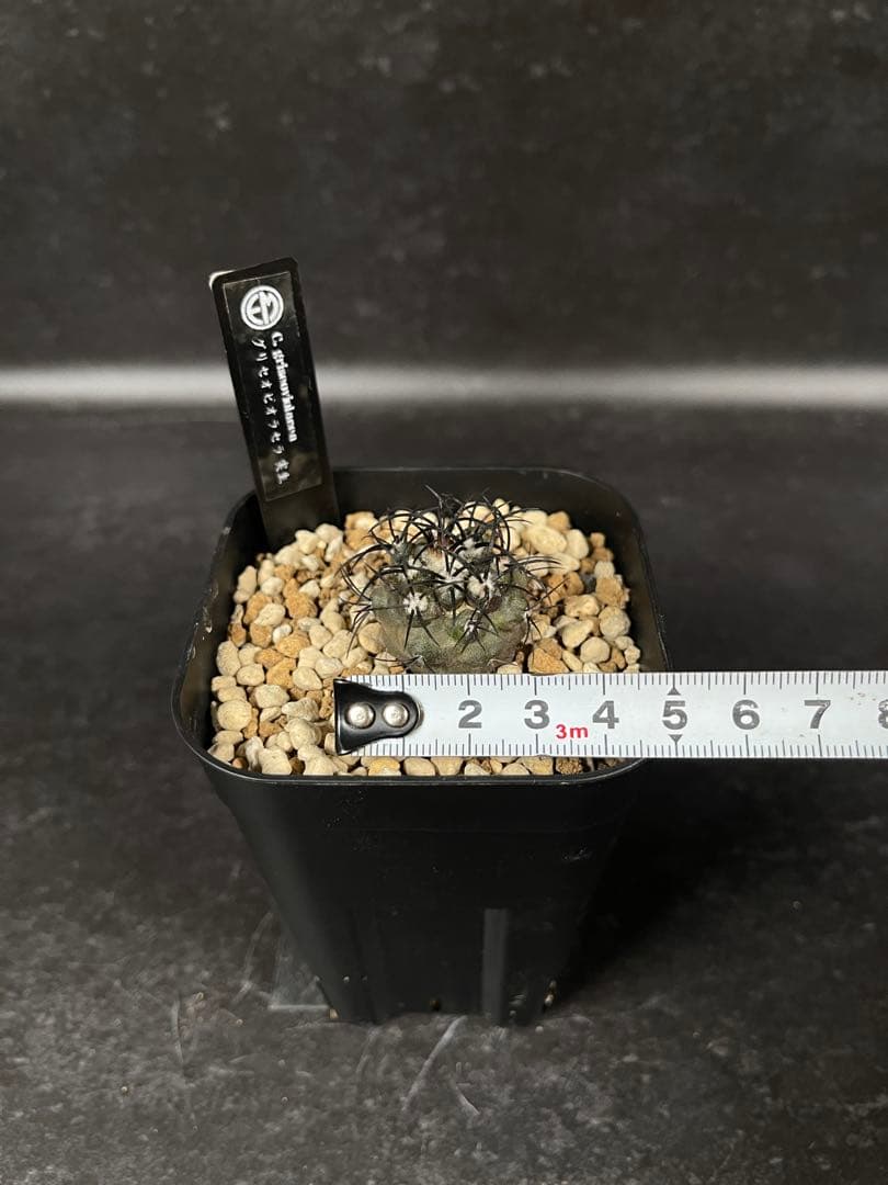 EMP コピアポア グリセオビオラセラ 実生 / 選抜個体 CT865