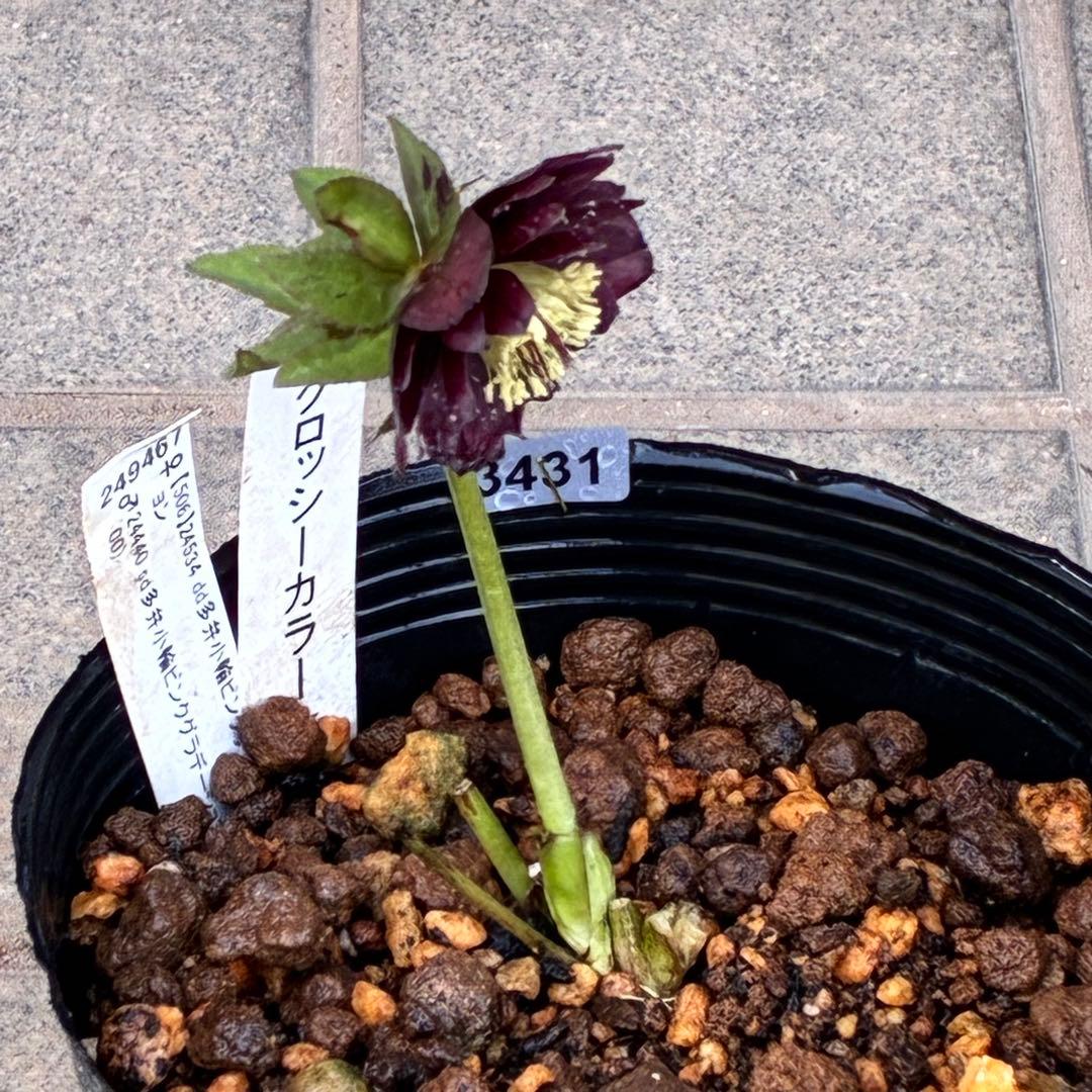 の*ん様 3431☘️花、タグ付☘️グロッシーカラー⭐️艶々⭐️艶ピコ⭐️艶セン