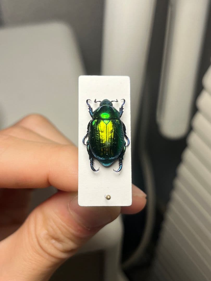 【19mm】Pelidnotaプラチナコガネ コガネムシ ハムシ コブハムシ標本