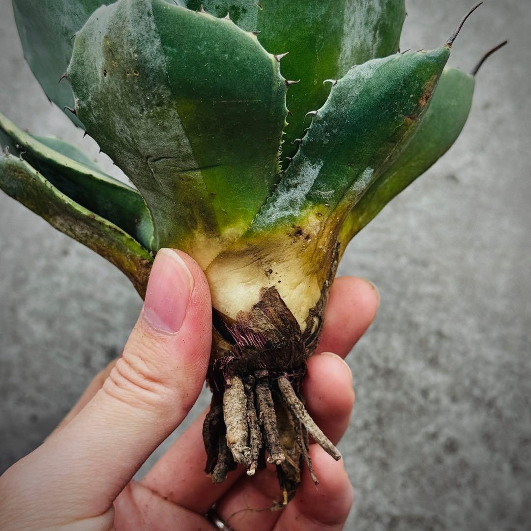 佐*い様 多肉植物・アガベ・変異パリー・パリートランカータ・厚葉・世の中希少特選