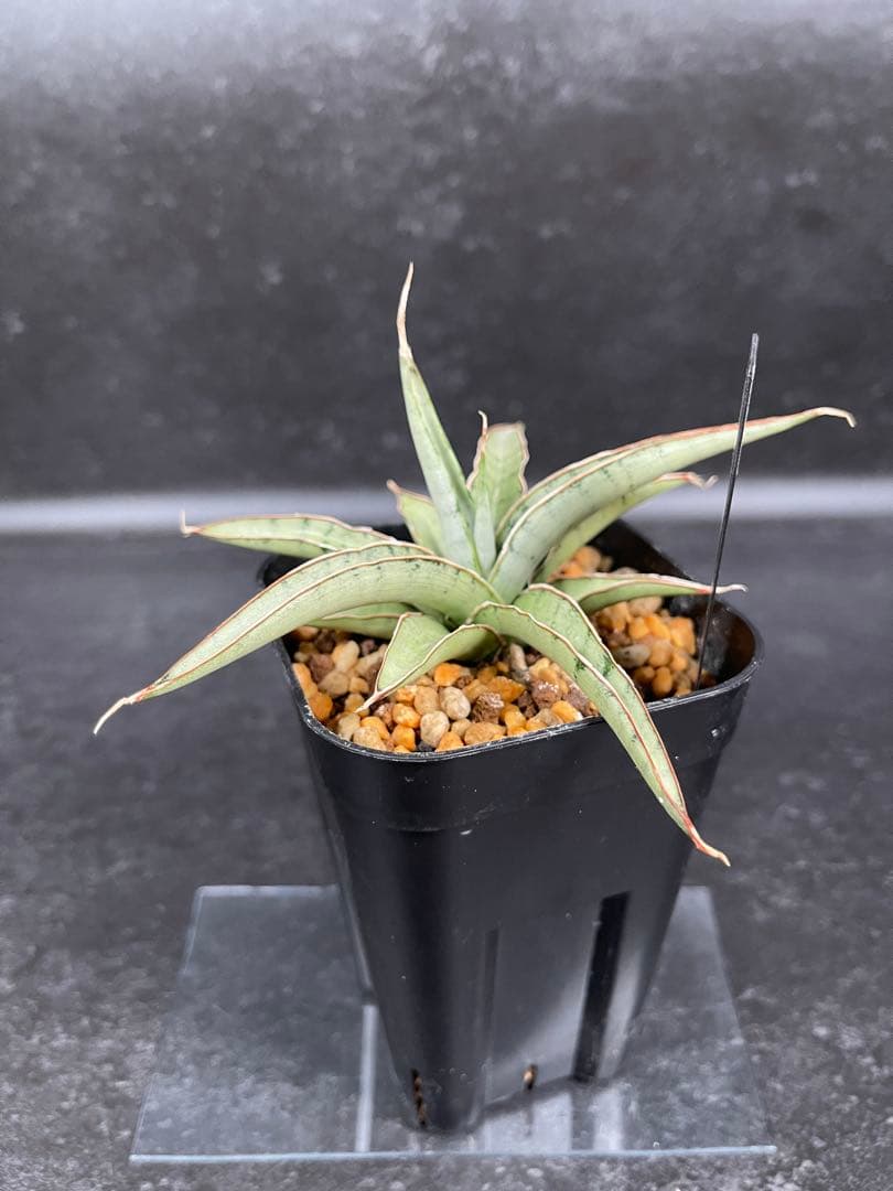 EMP サンセベリア モスキート / 右下が成長イメージ SA426