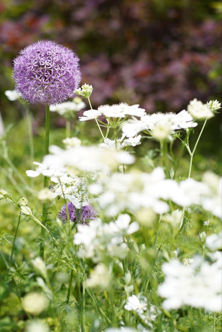 【美品】Nikon Ai 50mm f1.8 シリアルナンバーキリ番