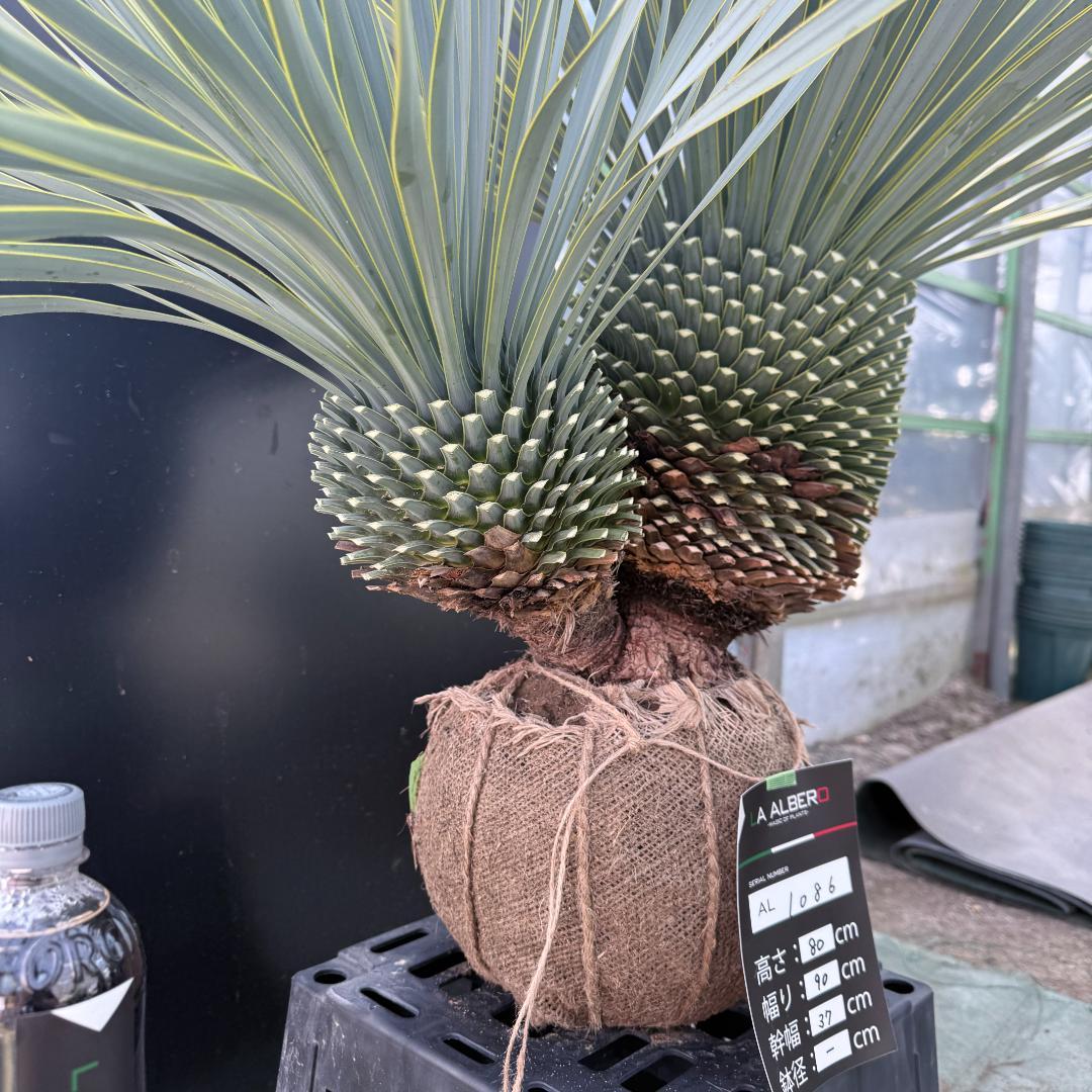 ハ*ー様 【AL1086】ユッカ　ロストラータ