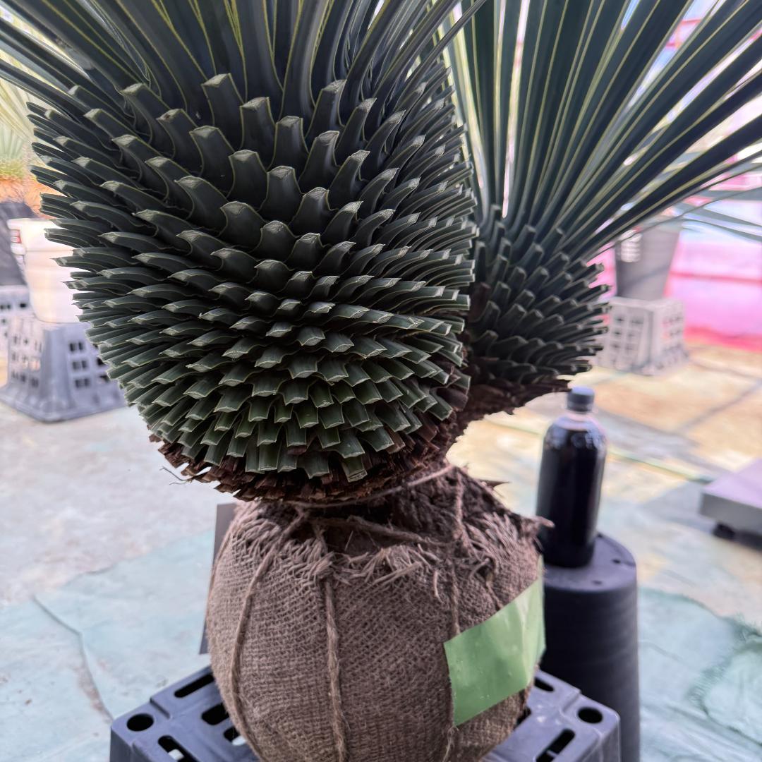 ハ*ー様 【AL1086】ユッカ　ロストラータ