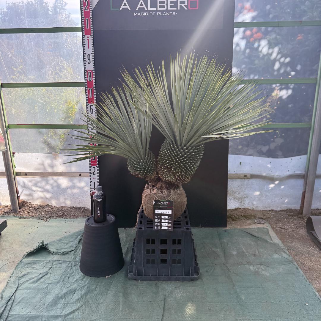 ハ*ー様 【AL1086】ユッカ　ロストラータ