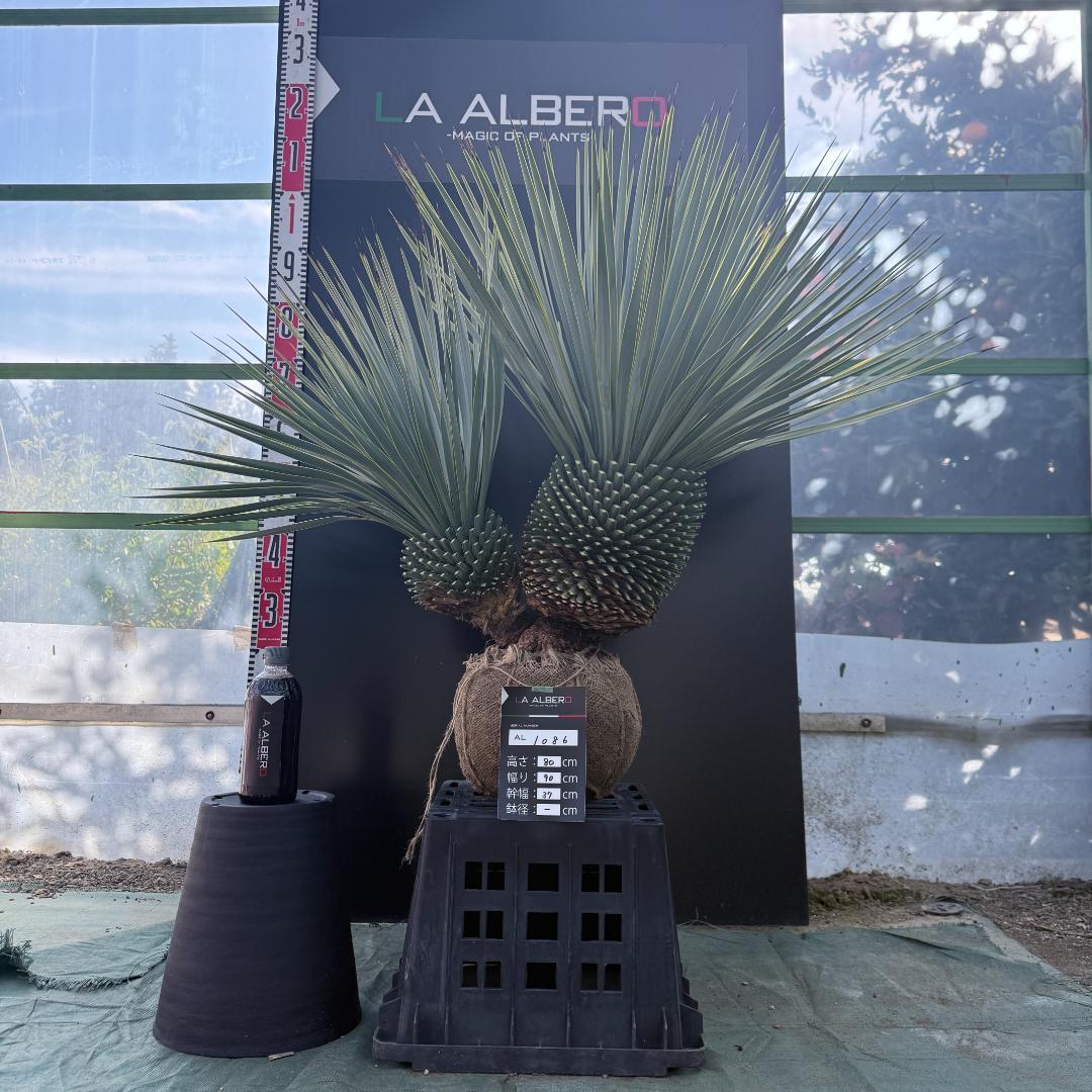 ハ*ー様 【AL1086】ユッカ　ロストラータ