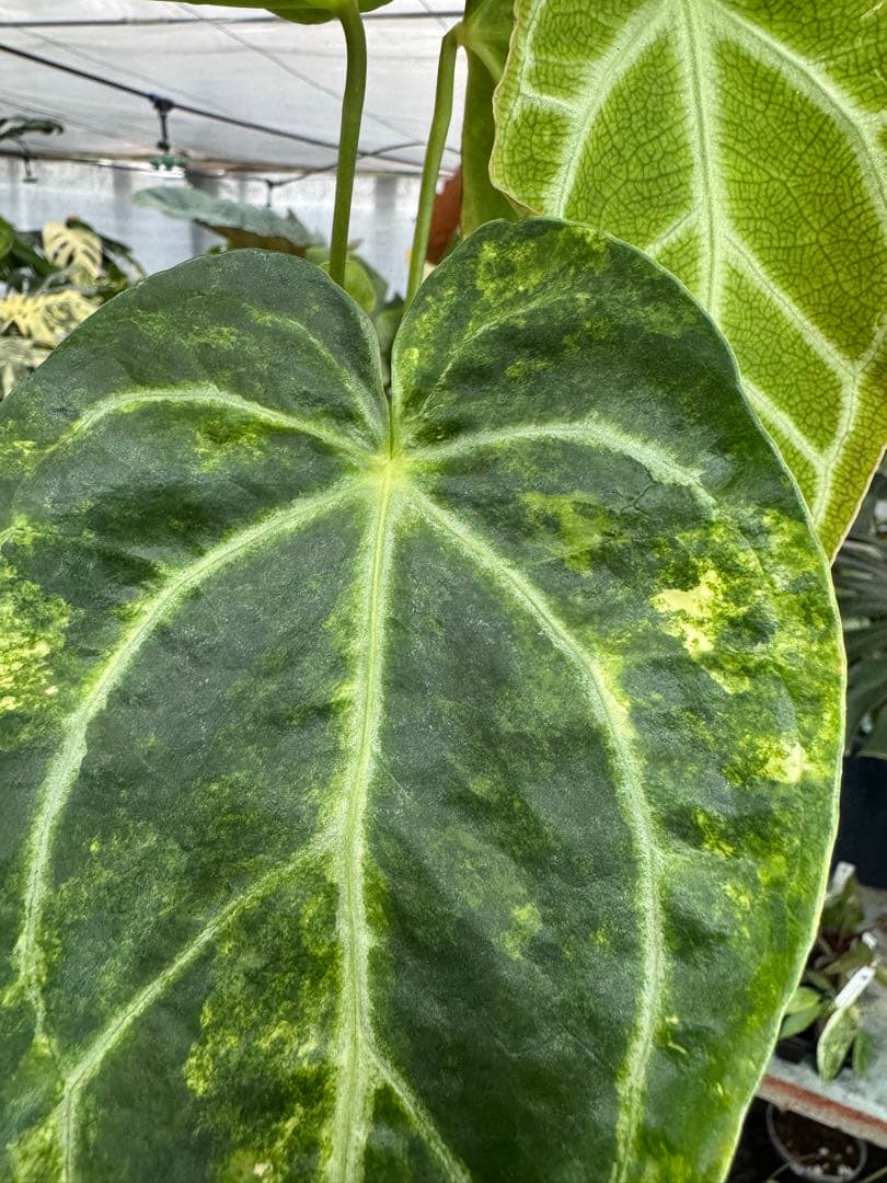 1アンスリウム　ミシェル　x クリスタル　シルバー　斑入り