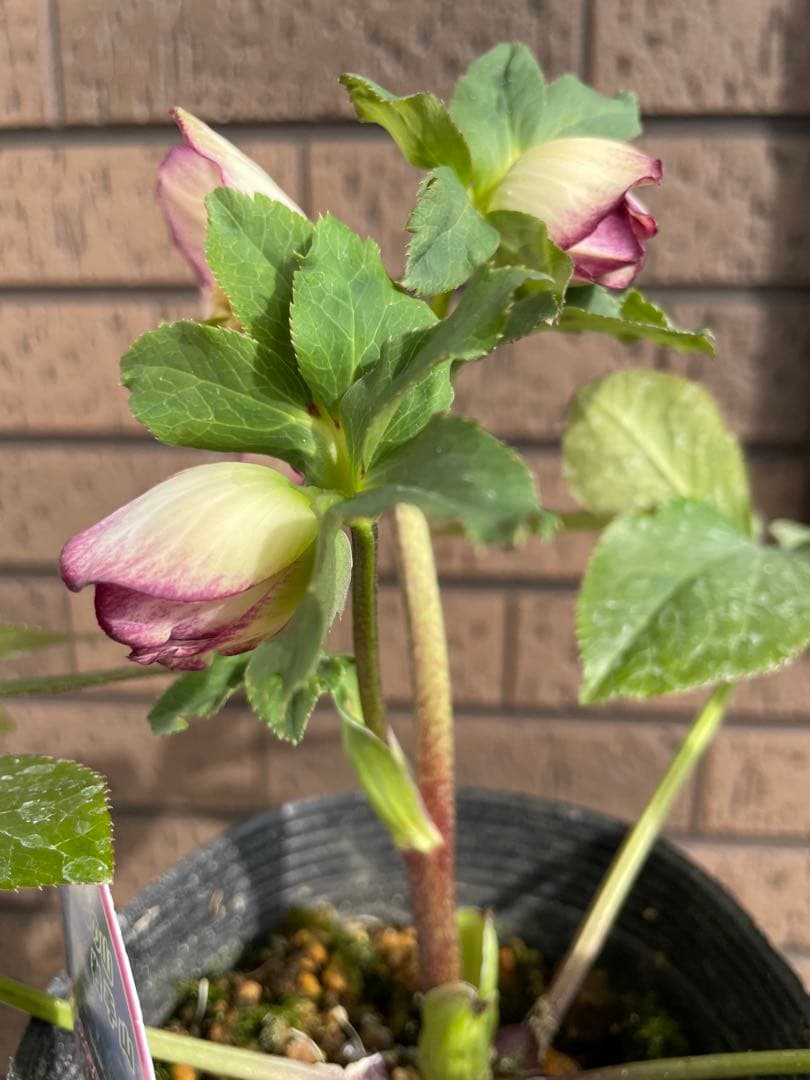 クリスマスローズ　開花株　4苗