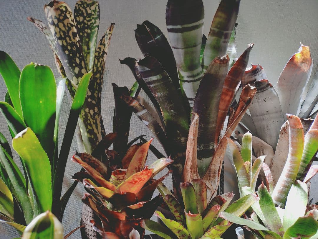 タンクブロメリア まとめ売り！引き取り限定