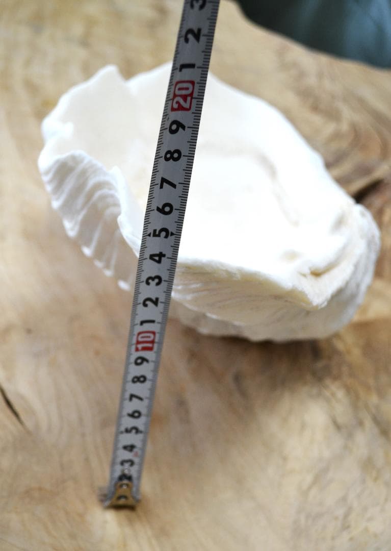 大きめのシャコ貝　シャコガイ　30×21×14cm 3.6kg 八重山