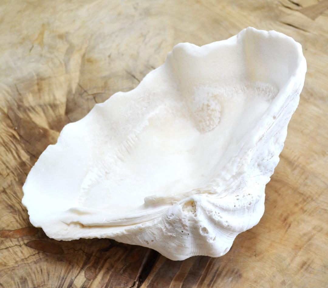 大きめのシャコ貝　シャコガイ　30×21×14cm 3.6kg 八重山