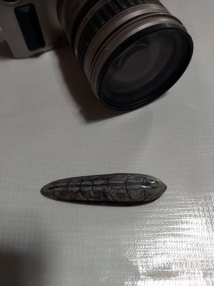 オルソセラスの化石