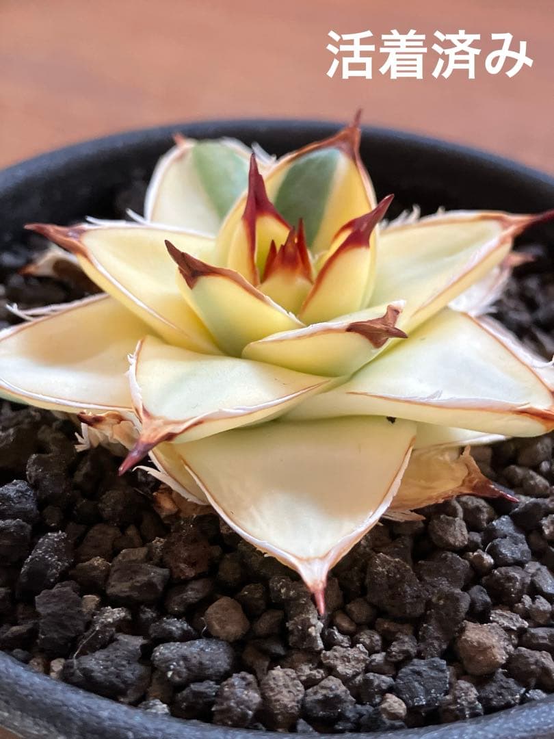 タ*ー様 超選抜【選抜オークション】④特大　アガべ　王妃笹の雪A型　ピンキーTC