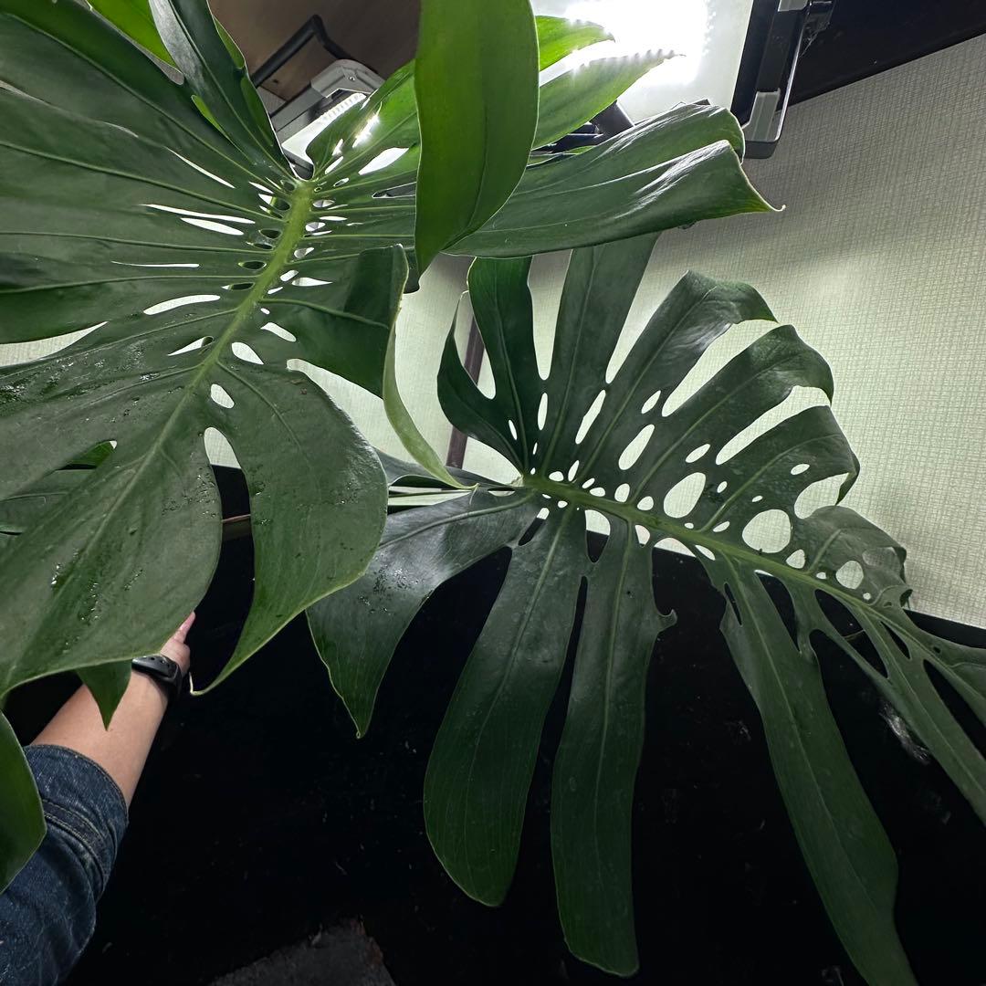 モンステラデリシオーサマクロコズム大型葉希少系統鉢植え高さ79㎝超大株