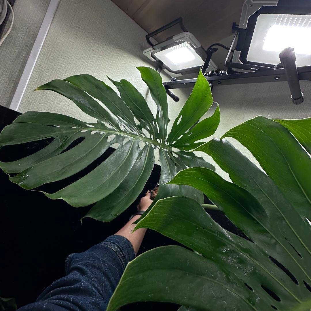 モンステラデリシオーサマクロコズム大型葉希少系統鉢植え高さ79㎝超大株
