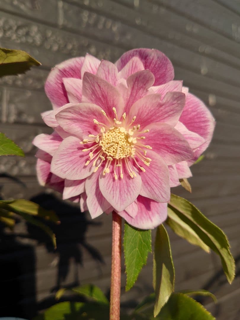 広瀬園芸　クリスマスローズ　Ａ