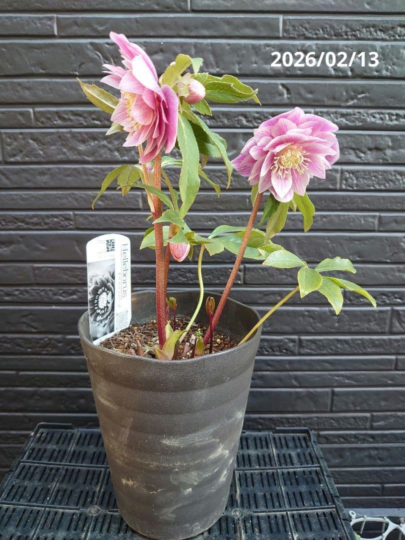 広瀬園芸　クリスマスローズ　Ａ