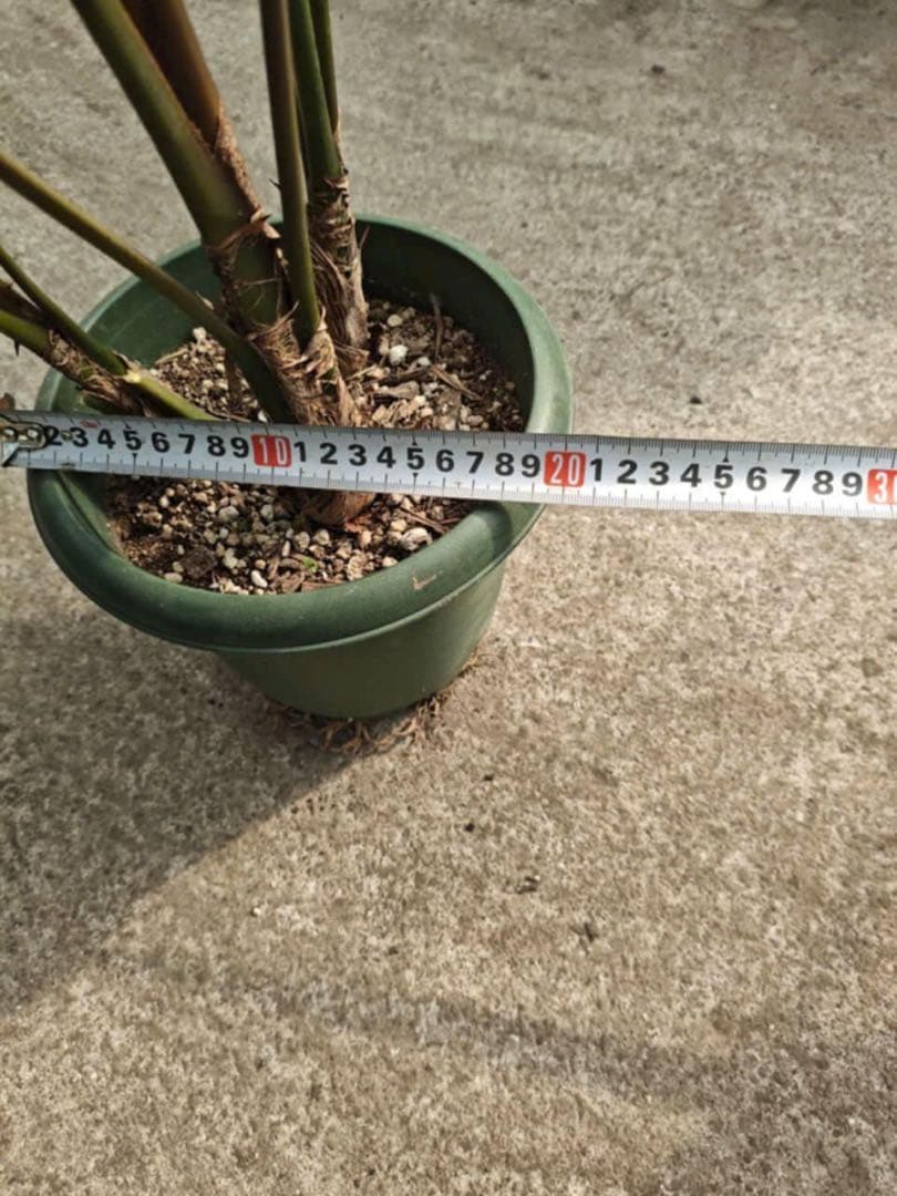 観葉植物 約80cm 高さ