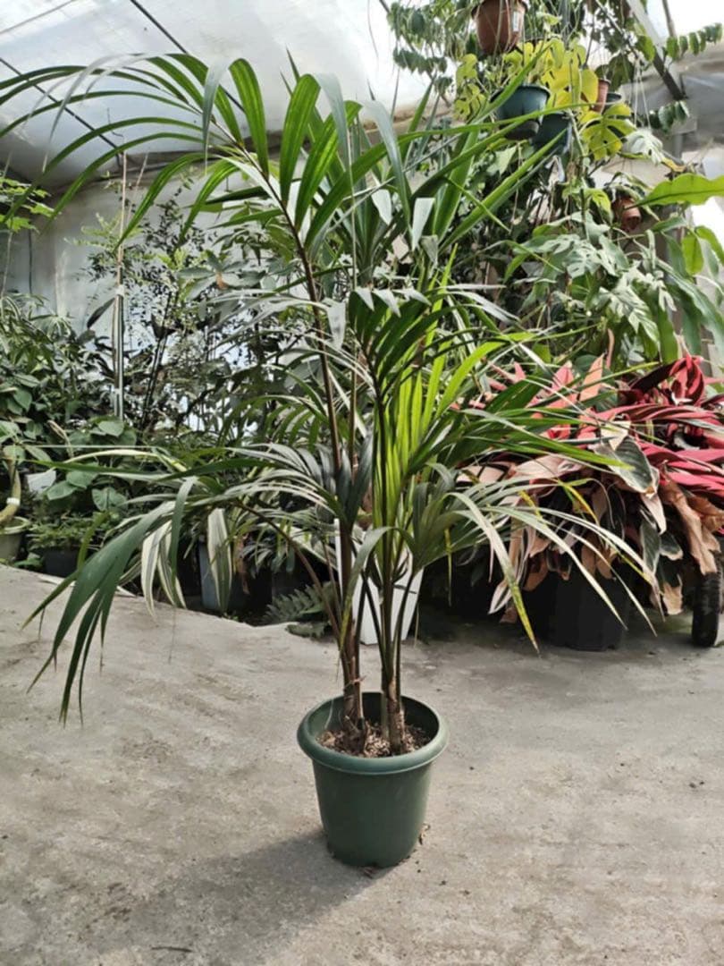 観葉植物 約80cm 高さ