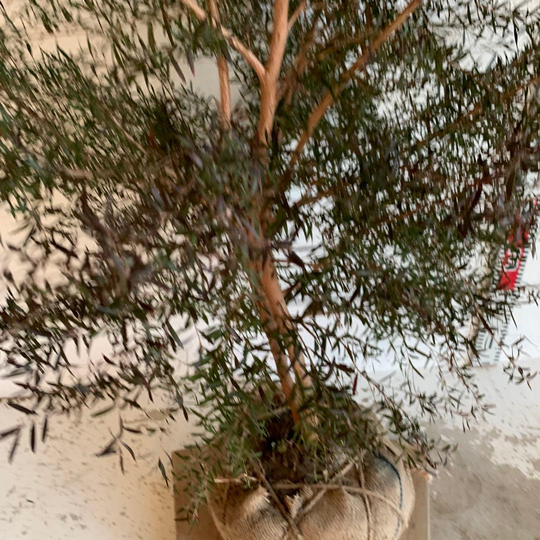 大株　メラレウカ　カッパーグロー　ティーツリー　ブラック　紅葉　銅葉　49