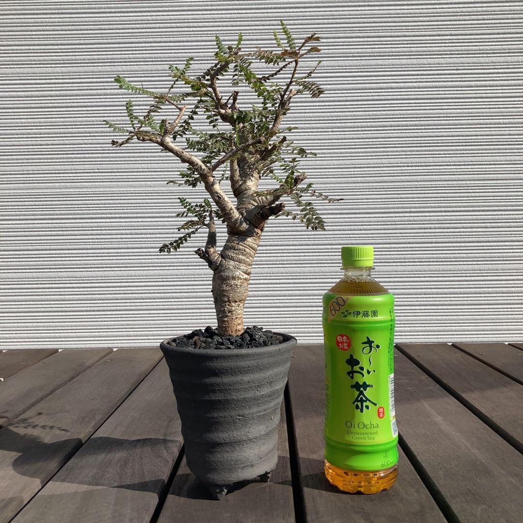 ボスウェリア　ネグレクタ