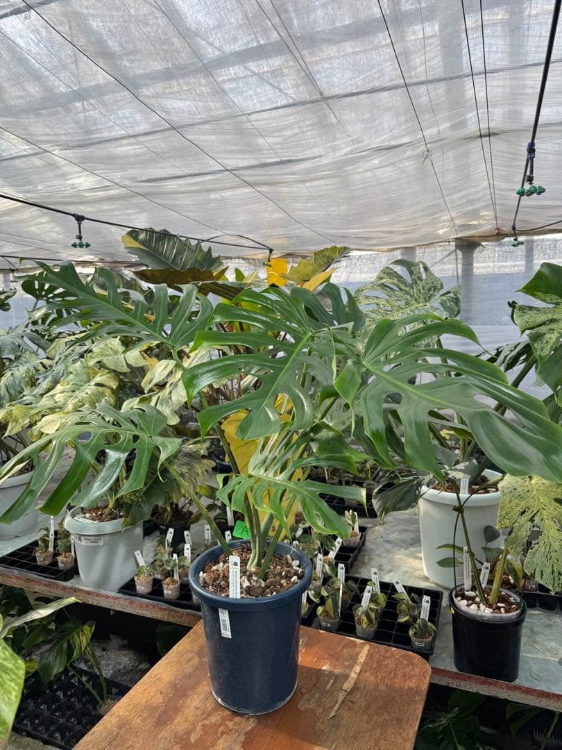 アラブフォーム \"エロンガータエ\" イーロンガーター　コンパクト　激レア