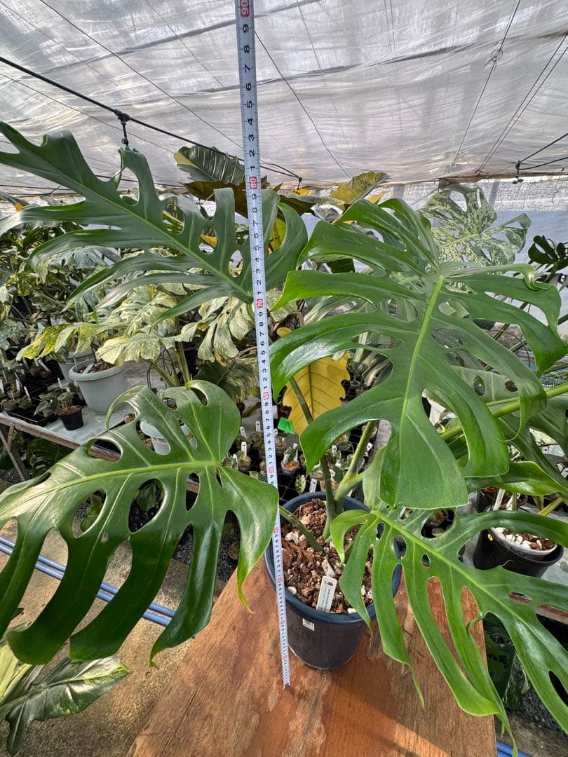 アラブフォーム \"エロンガータエ\" イーロンガーター　コンパクト　激レア