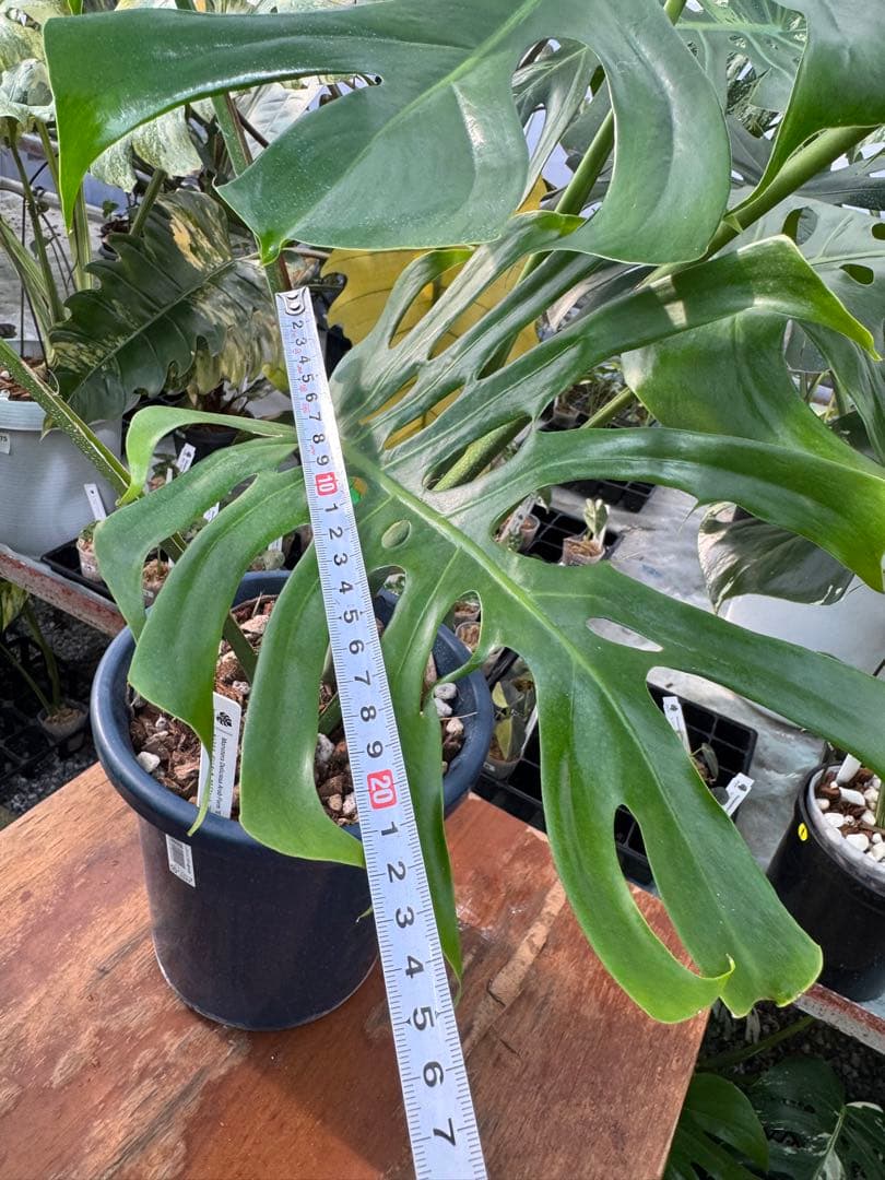 アラブフォーム \"エロンガータエ\" イーロンガーター　コンパクト　激レア