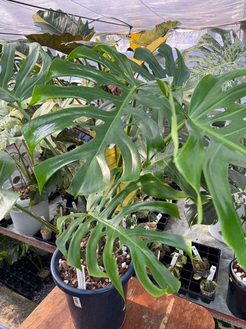 アラブフォーム \"エロンガータエ\" イーロンガーター　コンパクト　激レア