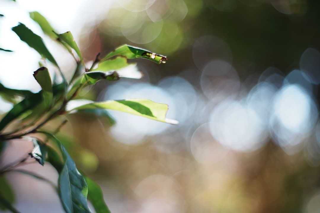 【極美品】Carl Zeiss Planar 50mm F1.4 AEJ 372