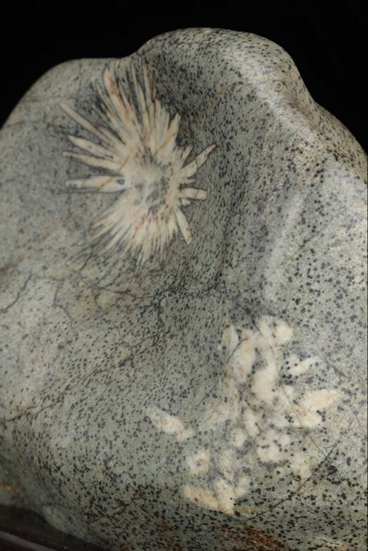 菊花石 紋石 台座付 1.7kg 鑑賞石 原石 自然石 美石 水石 盆石 飾石