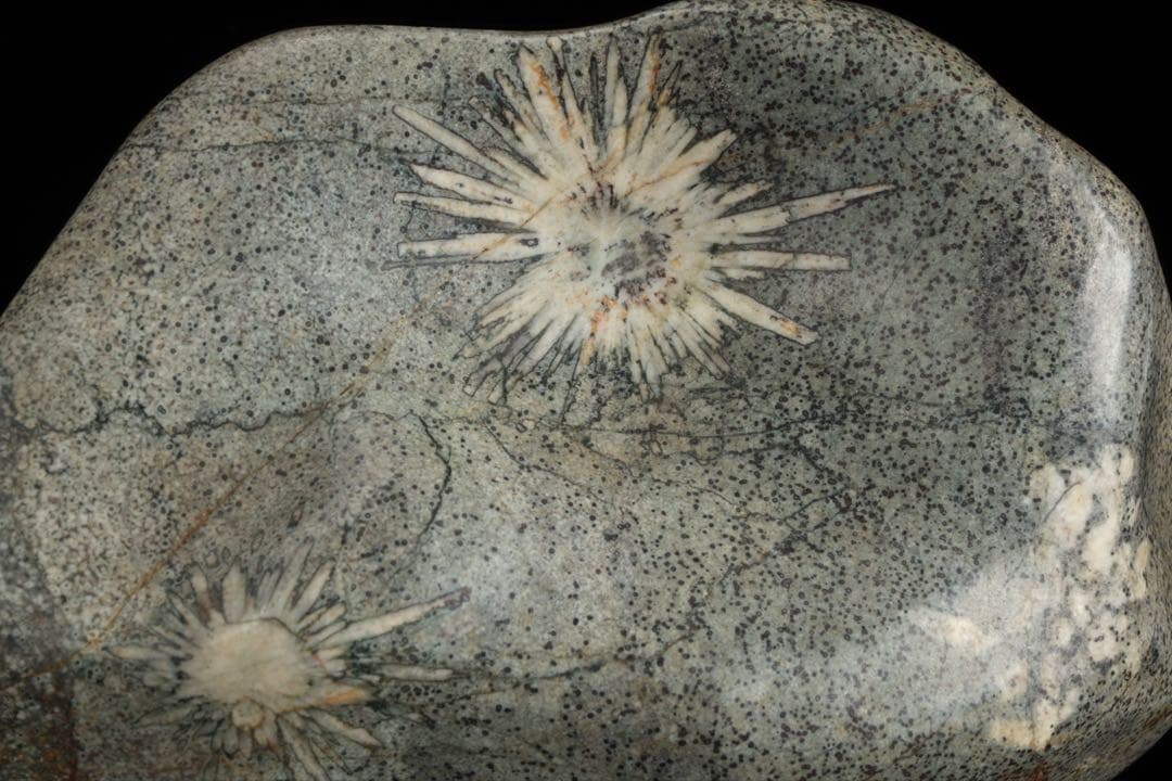 菊花石 紋石 台座付 1.7kg 鑑賞石 原石 自然石 美石 水石 盆石 飾石