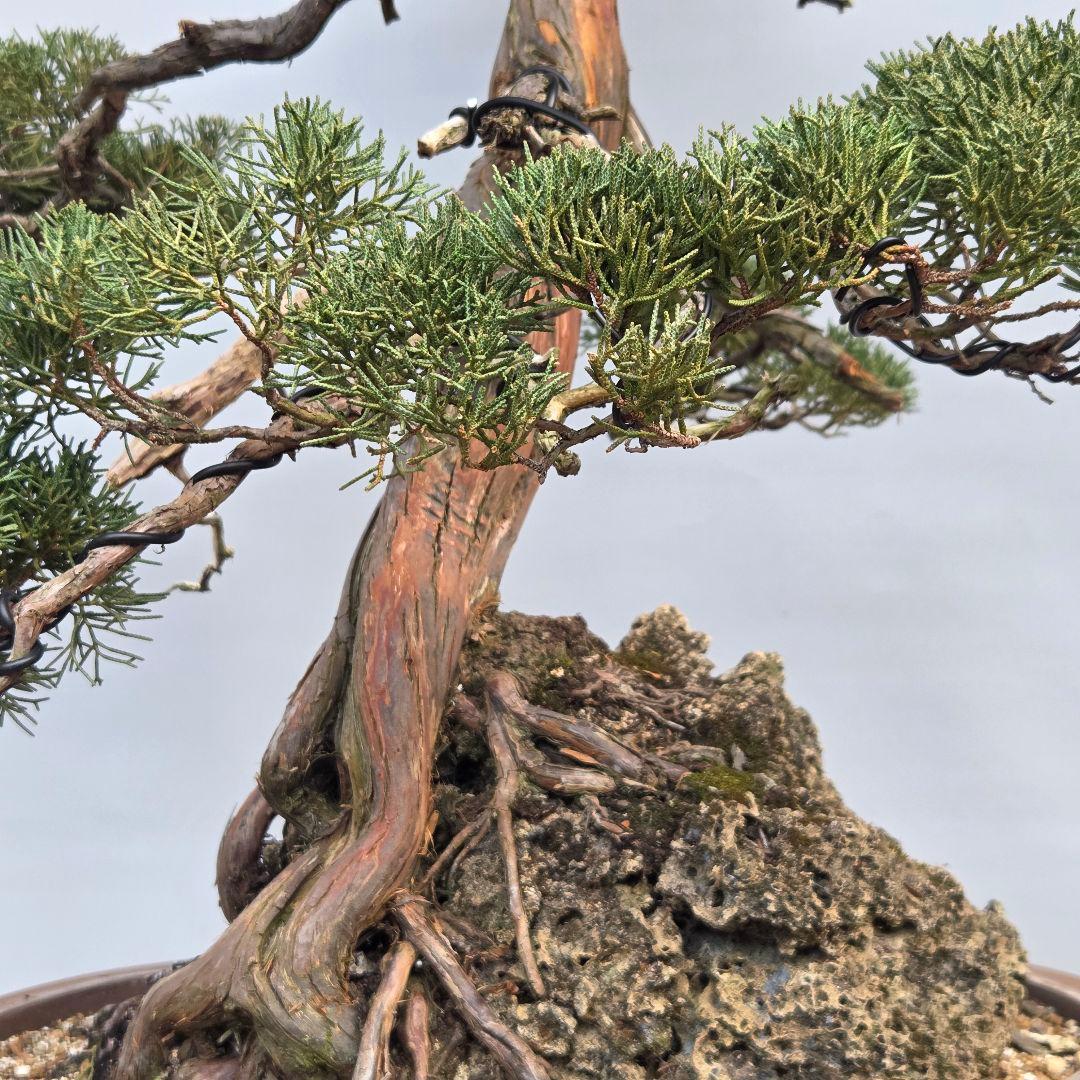 真柏　[石付き模様木]　大品盆栽