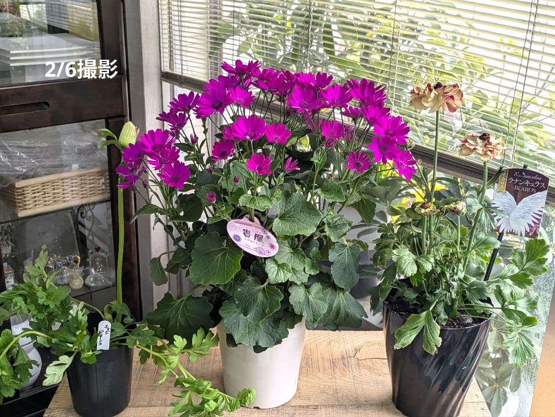 ♡みあり様♡13周年感謝価格✨✨