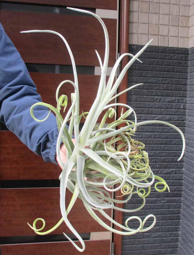 【現品】ティランジア・ドゥラティ（チランジア・ドラティ）４R番