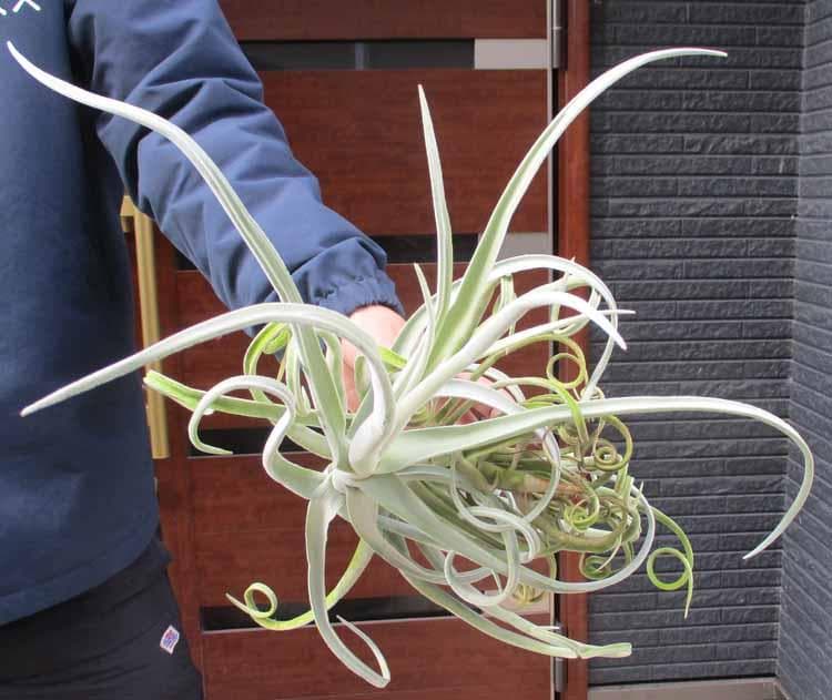 【現品】ティランジア・ドゥラティ（チランジア・ドラティ）４R番