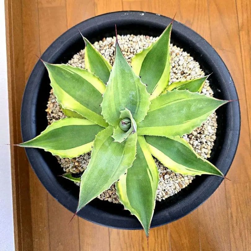 オバティフォリア　オルカ