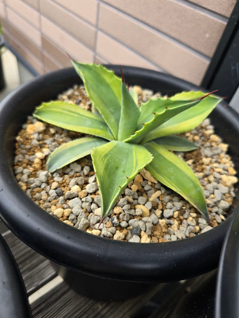 オバティフォリア　オルカ