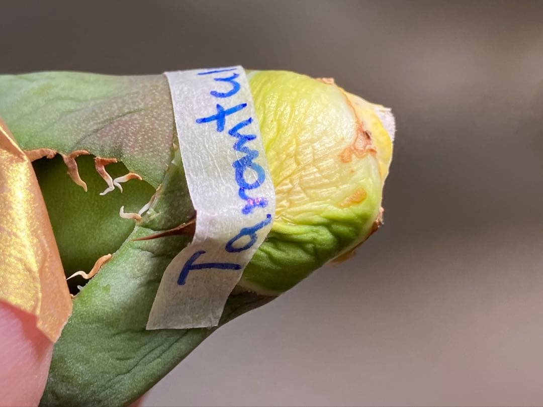 匿名配送【初売り】⑤REZA産　イラン　アガベ　Tarantula タランチュラ