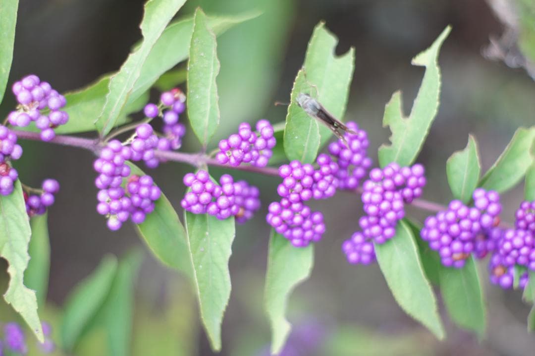 【極上美品・完動品】PENTAX SMC TAKUMAR 50mm F1.4