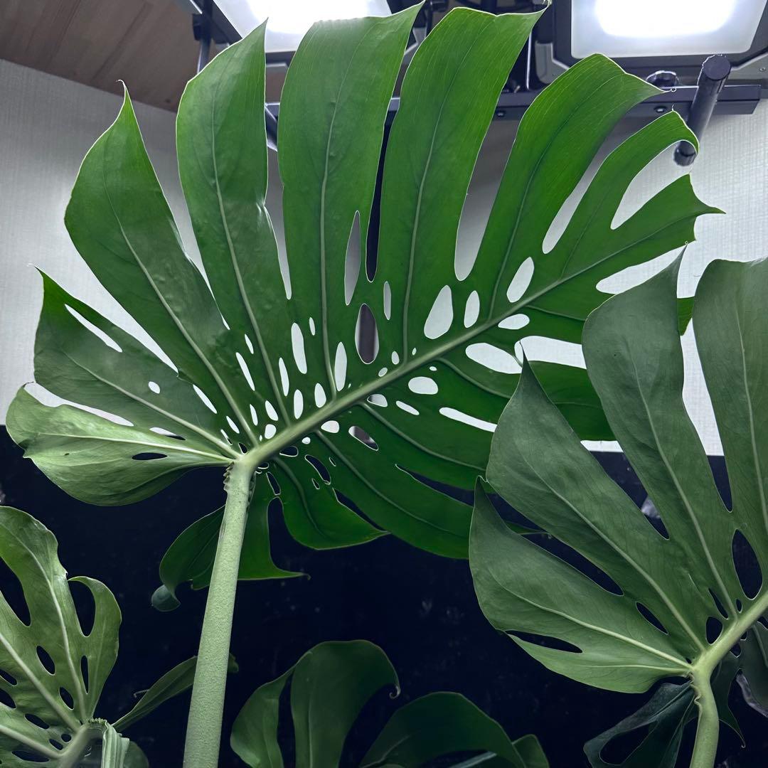 Remnモンステラデリシオーサマクロコズム超希少系統鉢植え102㎝