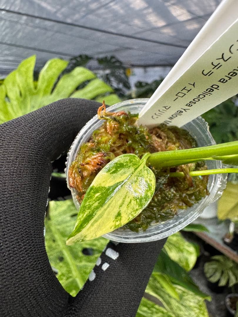 8モンステラ　イエローマリリン　黄斑入り　ネコポス