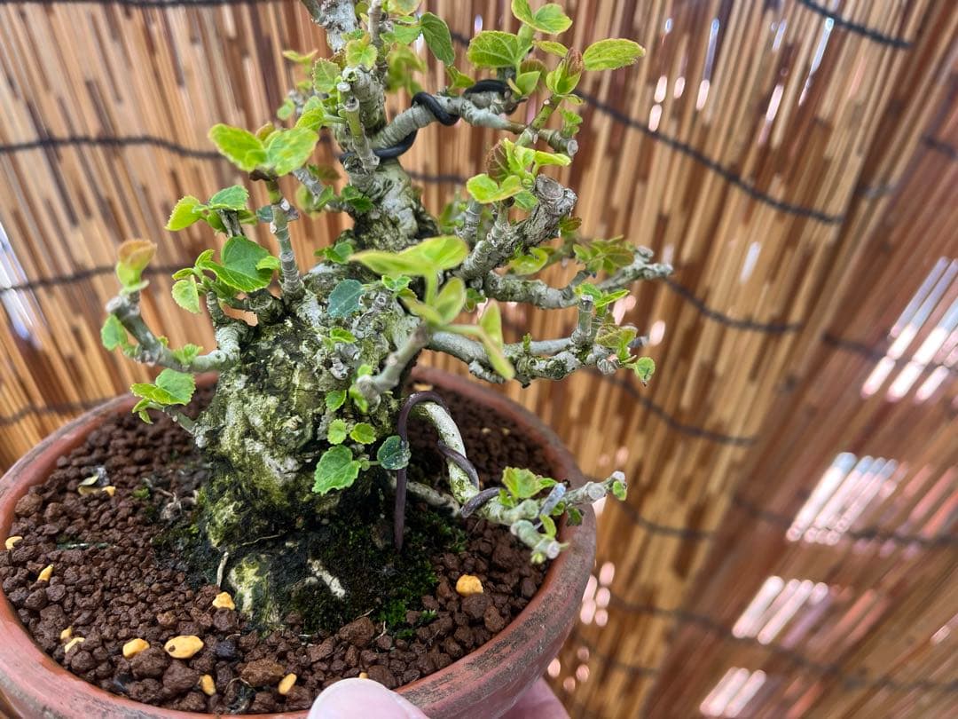 ✨✨✨オキナワオオハマボウ【◎良品素材】検/ユウナハート葉♪happyセール♪