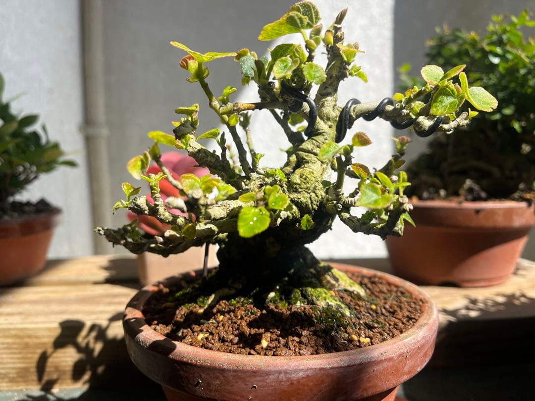 ✨✨✨オキナワオオハマボウ【◎良品素材】検/ユウナハート葉♪happyセール♪