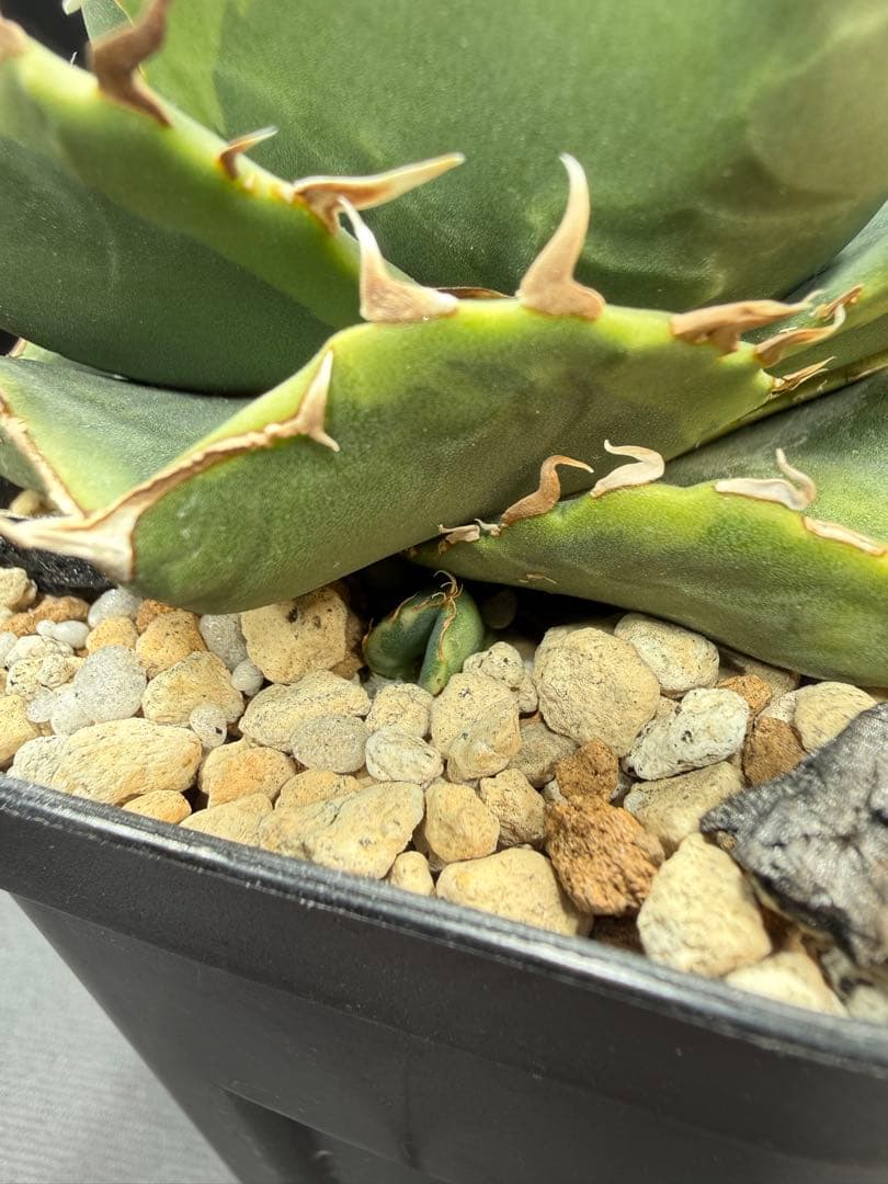 アガベ　ジャガーノート錦　覆輪斑　親株　子株付き